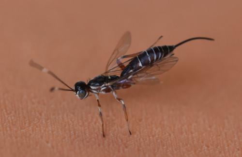 Xorides praecatorius